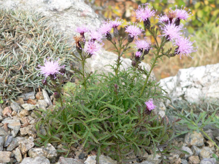 Serratula seoanei